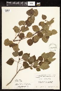 Populus tremuloides image
