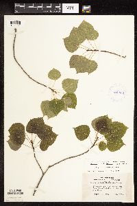 Populus tremuloides image
