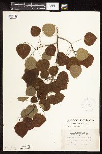 Populus tremuloides image