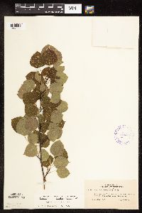 Populus tremuloides image
