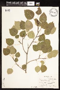 Populus tremuloides image