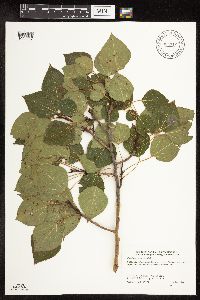 Populus tremuloides image