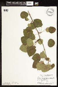 Populus tremuloides image