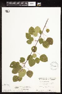 Populus tremuloides image