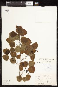 Populus tremuloides image