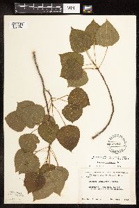 Populus tremuloides image