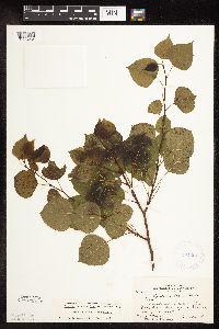 Populus tremuloides image