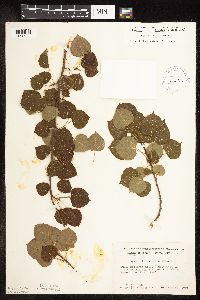 Populus tremuloides image