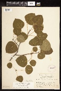 Populus tremuloides image