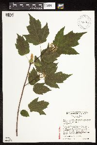 Acer ginnala image