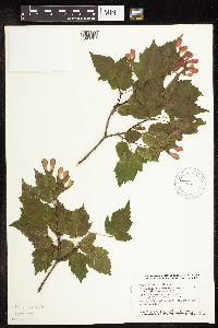 Acer ginnala image