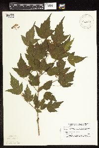 Acer ginnala image