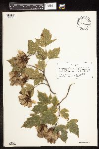 Acer ginnala image