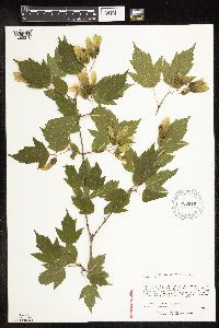 Acer ginnala image