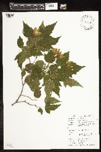 Acer ginnala image
