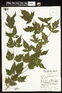 Acer ginnala image
