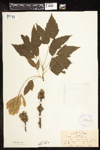 Image Associated With the Occurrence