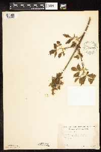 Acer negundo image