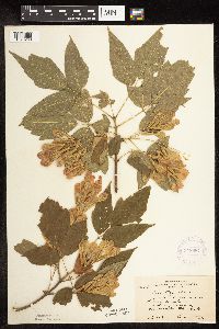 Image Associated With the Occurrence