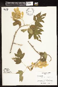 Acer negundo image