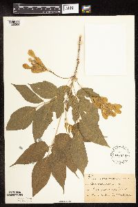 Image Associated With the Occurrence