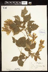Acer negundo image