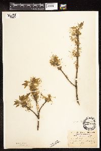 Image Associated With the Occurrence