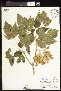 Image Associated With the Occurrence