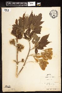 Image Associated With the Occurrence