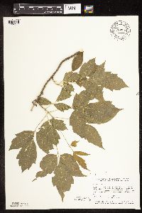 Acer negundo image