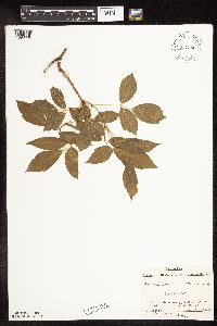 Acer negundo image