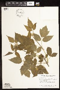 Acer negundo image
