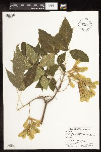 Acer negundo image
