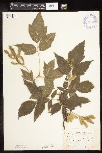 Acer negundo image