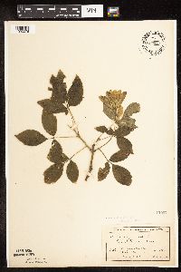 Image Associated With the Occurrence