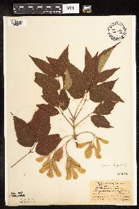 Image Associated With the Occurrence