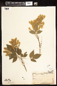 Image Associated With the Occurrence