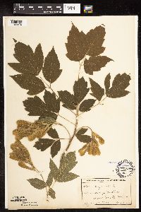 Acer negundo image