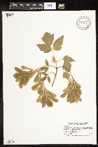 Image Associated With the Occurrence