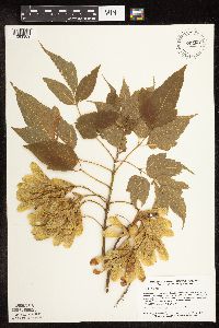 Acer negundo image