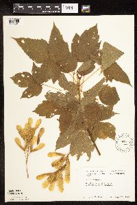 Acer negundo image