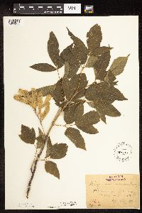 Image Associated With the Occurrence