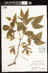 Image Associated With the Occurrence