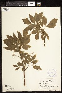 Acer negundo image