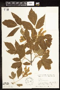 Acer negundo image