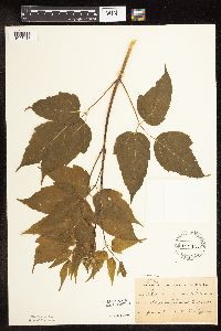 Image Associated With the Occurrence