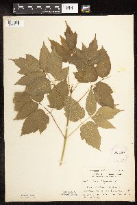 Image Associated With the Occurrence