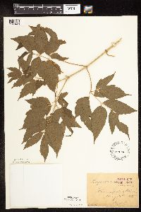 Image Associated With the Occurrence