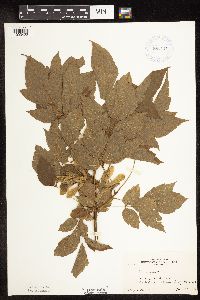 Acer negundo image