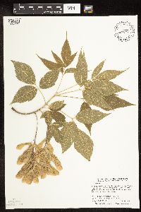 Acer negundo image